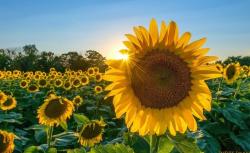 Fundraising Page Image